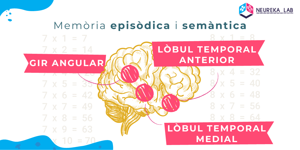 En la memòria episòdica i semàntica treballa el gir angular, el lòbul temporal anterior i el lòbul temporal medial.