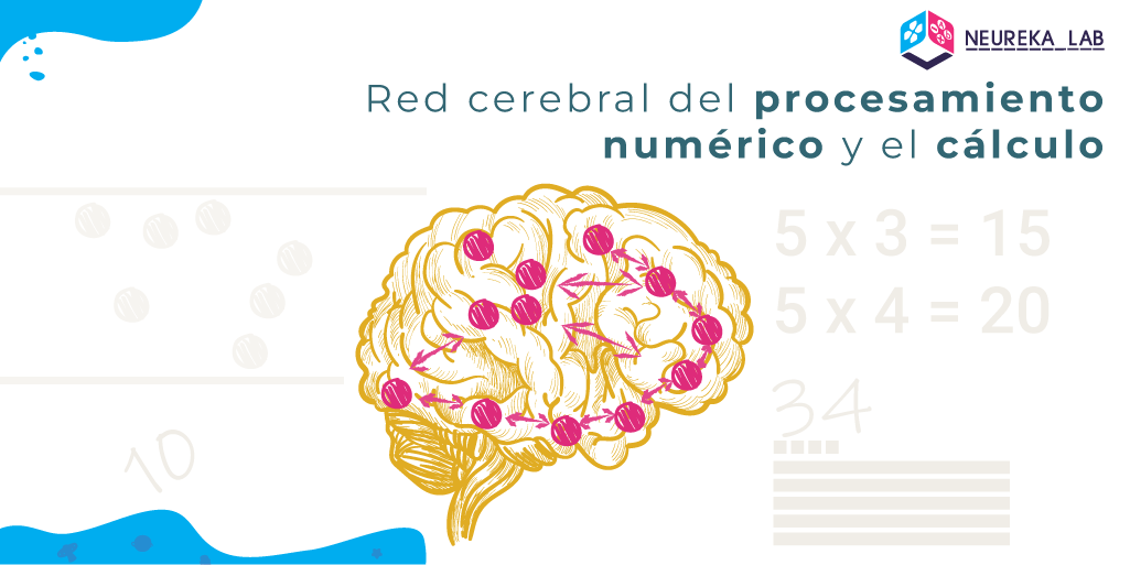 Red cerebral del procesamiento numérico y el cálculo